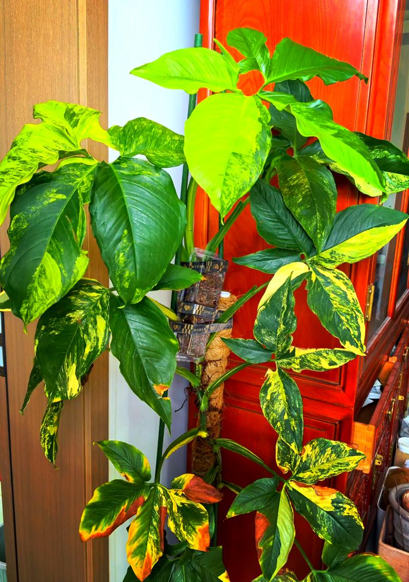 合果芋能放家里吗