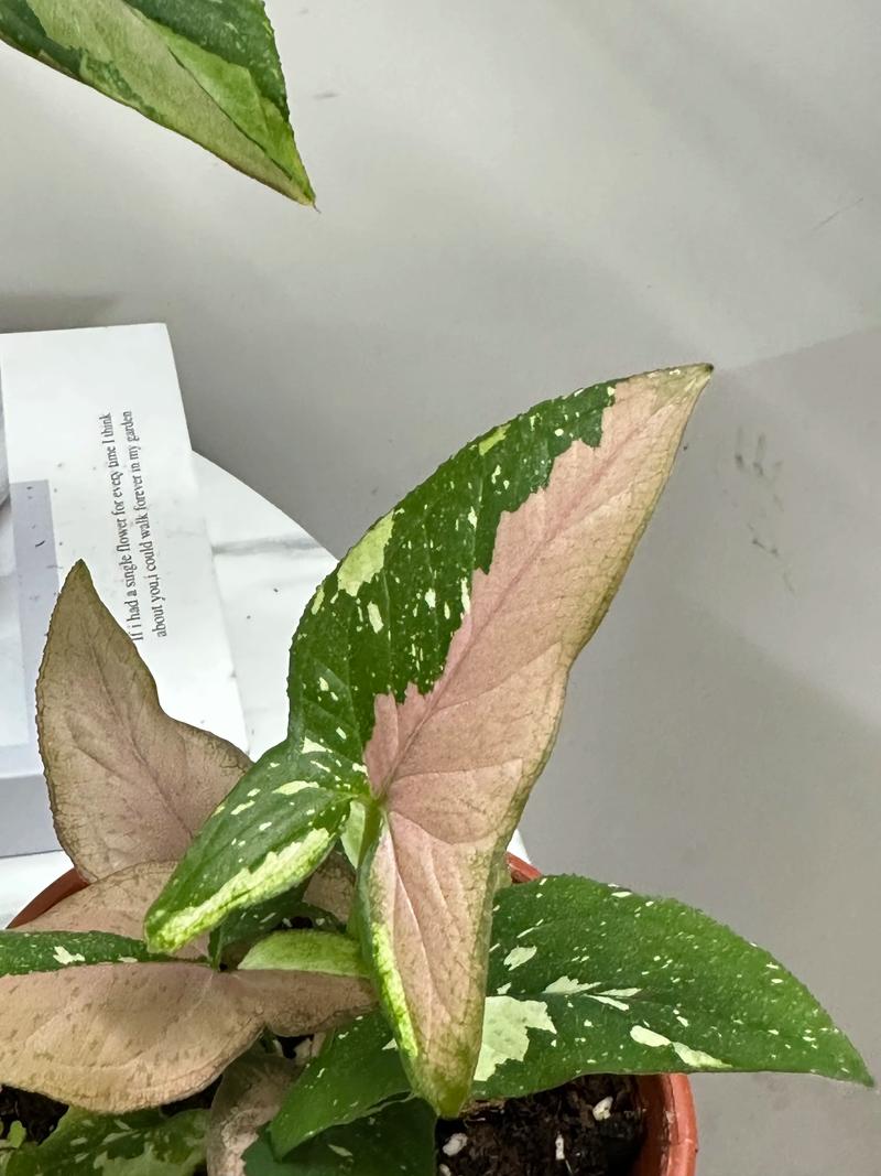 合果芋适合室内养吗?合果芋有毒吗?