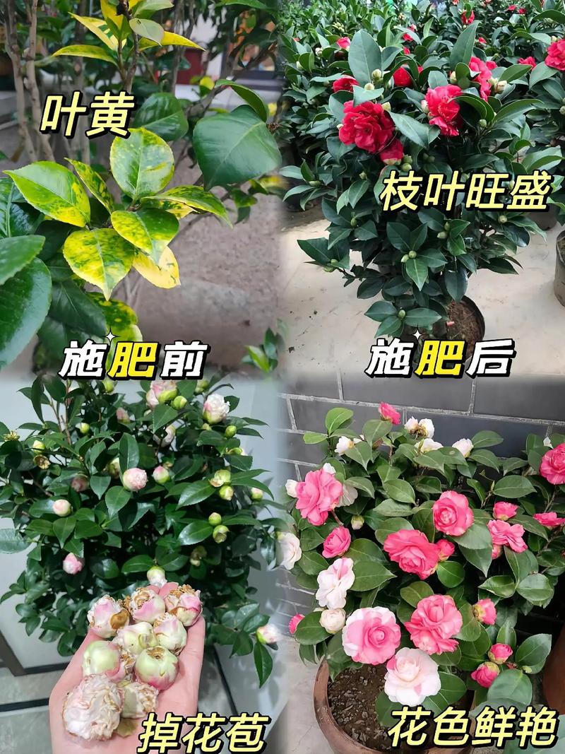 茶花施肥用什么肥料？茶花施什么肥比较好视频？