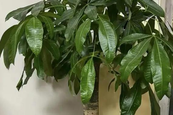 发财树冬天零下会冻死吗,冻死怎么办