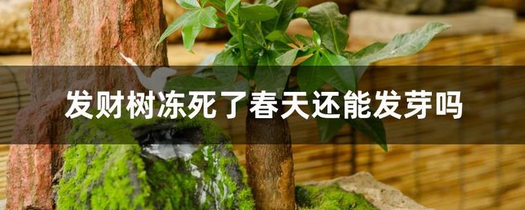 发财树冻死了还能救活吗