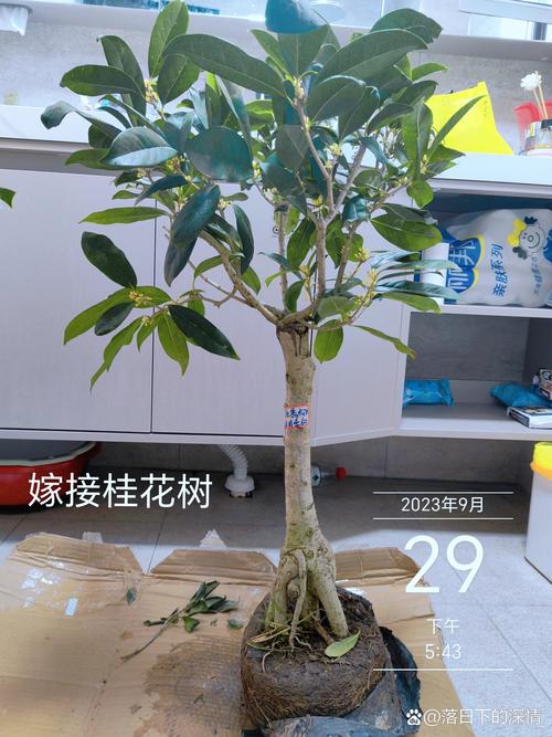桂花要用什么砧木嫁接，桂花树嫁接用什么砧木
