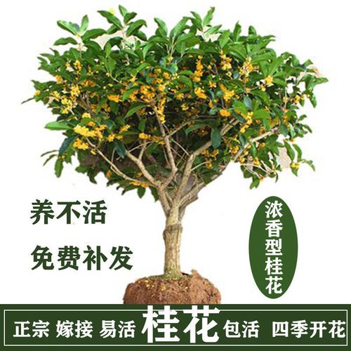 嫁接桂花有哪些砧木