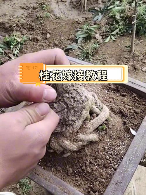 求问,桂花用什么本嫁接?
