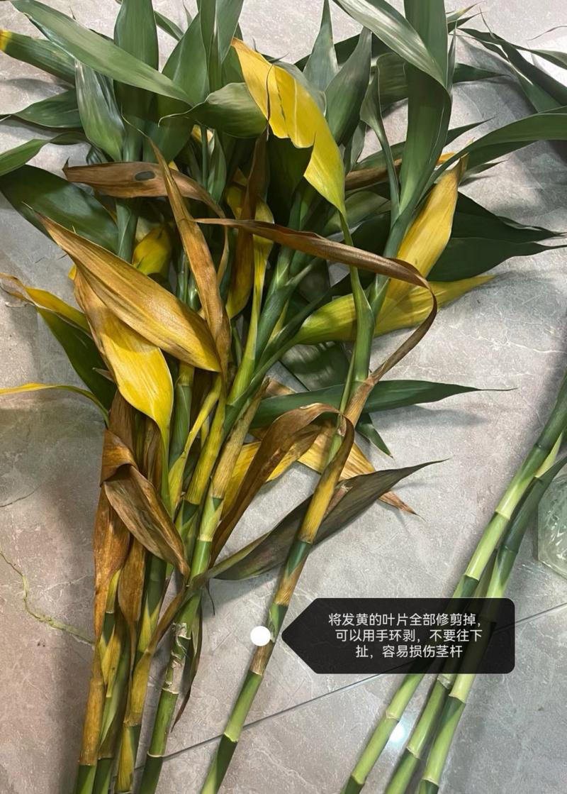 富贵竹水培烂根发黑发臭怎么办