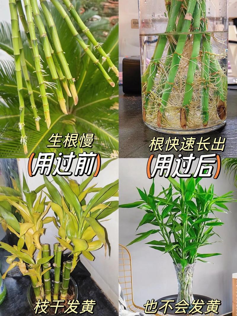 富贵竹为什么烂根,烂根怎么处理