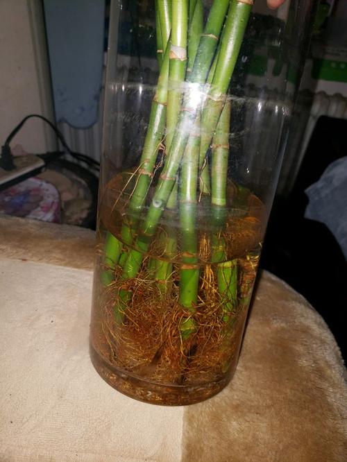 富贵竹烂根怎么处理