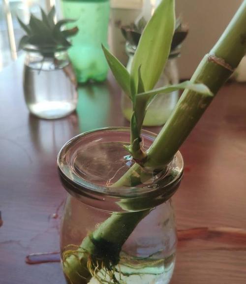 富贵竹烂根拯救方法