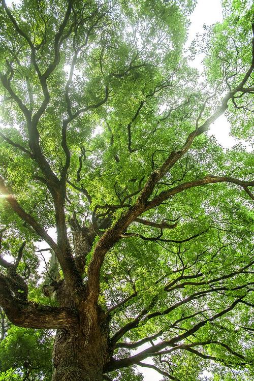 怀化适合养什么花，市花和市树是什么？怀化花卉种植基地？