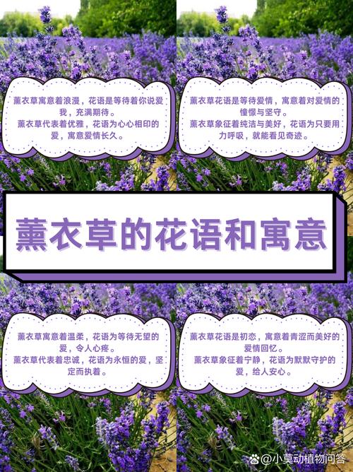 薰衣草花语和寓意