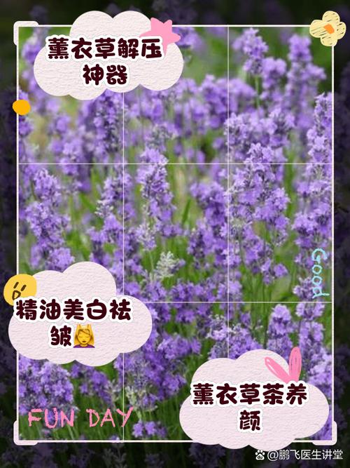 薰衣草的真正花语是什么?