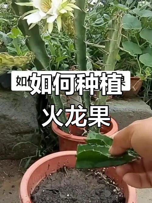 火龙果是怎么繁殖的？火龙果怎么繁殖养植？
