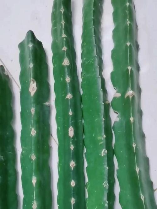 火龙果的繁殖方法和繁殖成功率如何?