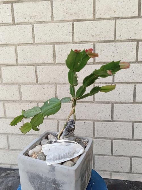 如何嫁接蟹爪兰，如何嫁接蟹爪兰视频