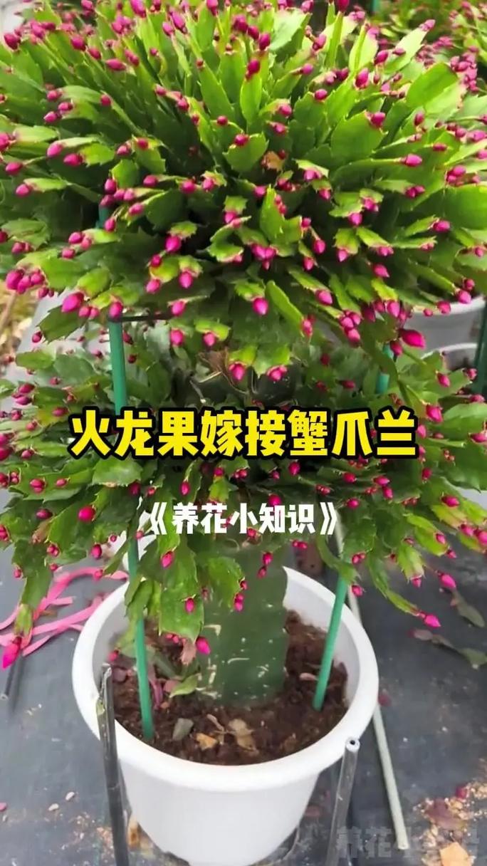 嫁接蟹爪兰很简单,记住俩“要点”