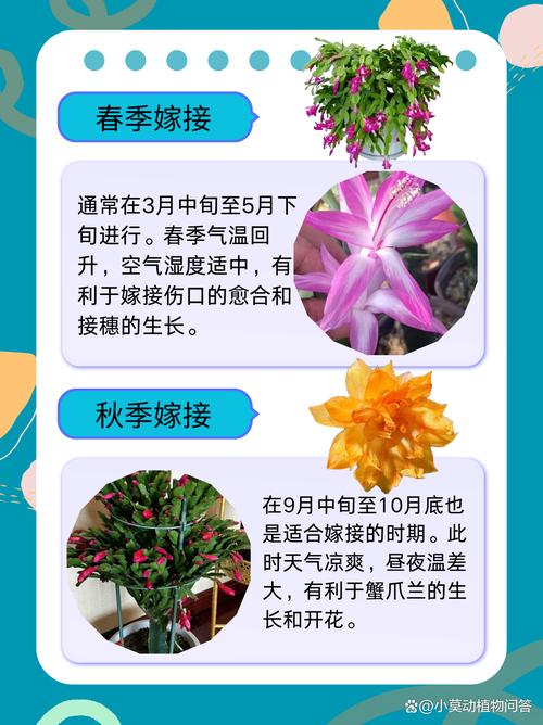 怎样嫁接多层蟹爪兰