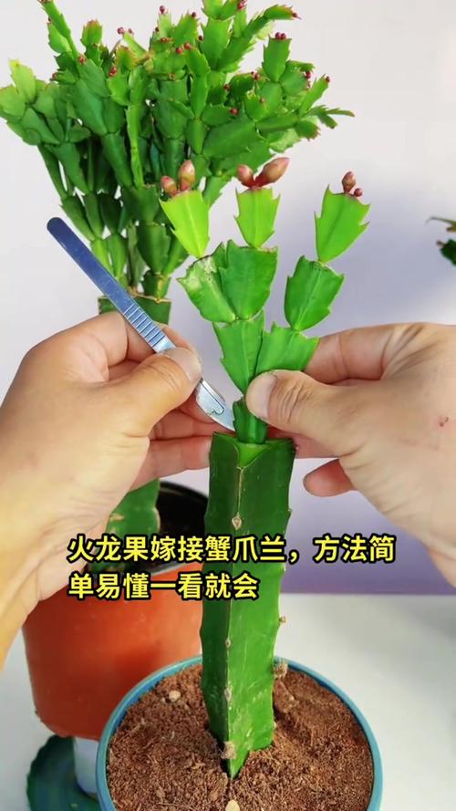 蟹爪兰嫁接时间和方法