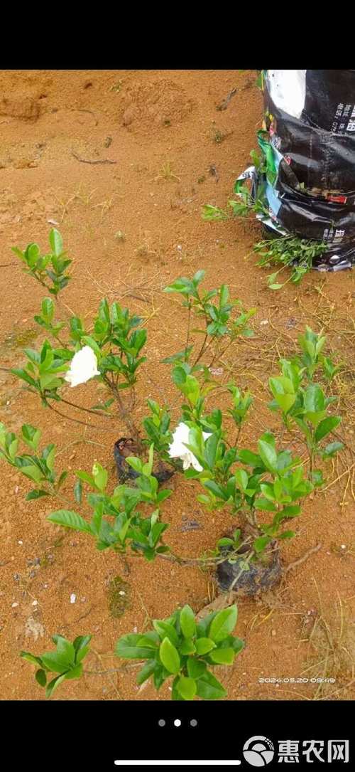 栀子一年可以开几次花，栀子一年开几季花？