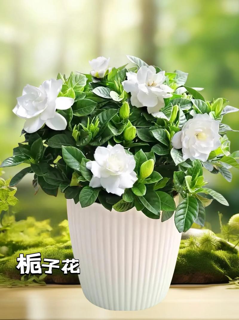 栀子花一年会开两次吗