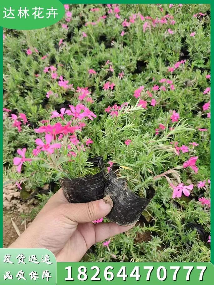 福禄考怎么种?
