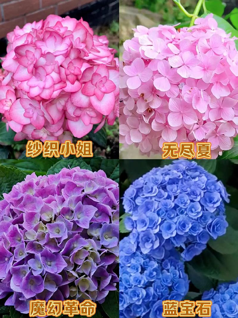 天蓝绣球花到底有几种繁殖方法呢?