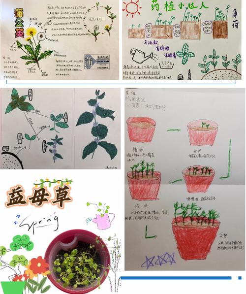 蒲公英怎么种植?