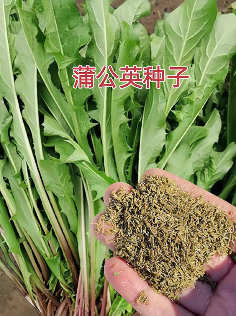 盆栽蒲公英的绿色种植技术