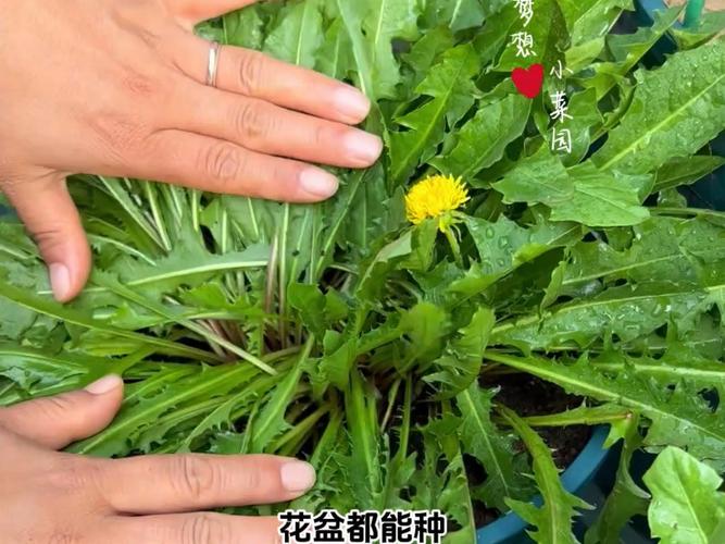 蒲公英的种植技术(时间、方法和效益)