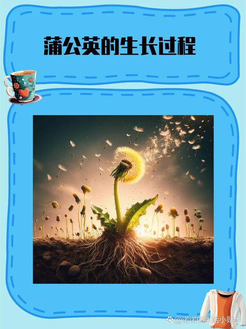 蒲公英种植方法和时间