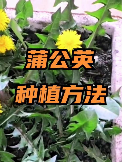 蒲公英什么时候种植