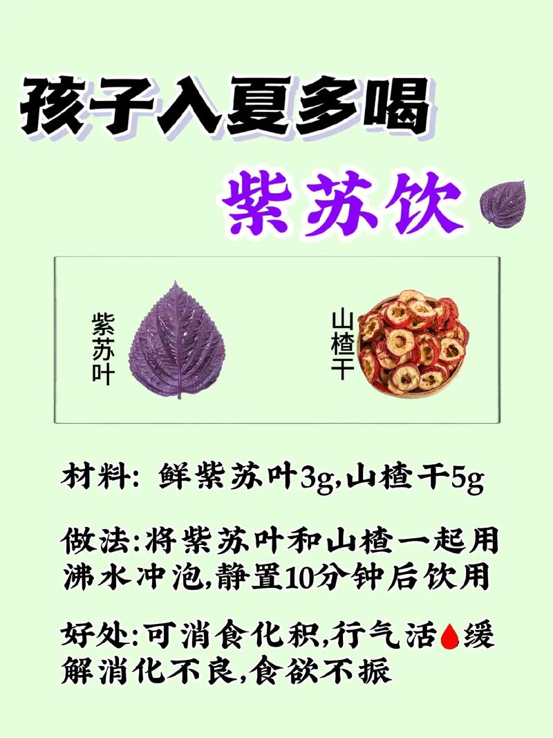 夏天紫苏怎么养