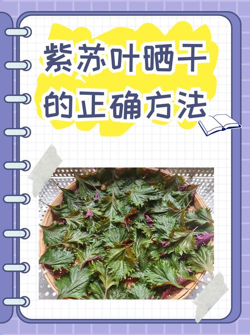 紫苏的养殖方法和注意事项有哪些