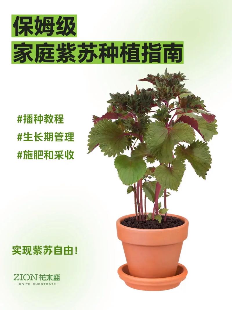 紫苏栽培方法注意事项