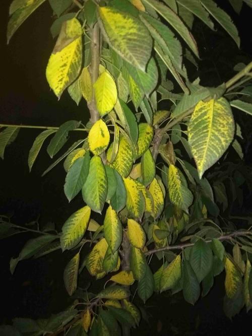 樱桃黄叶的原因和处理办法，樱桃黄叶有干梢怎么治