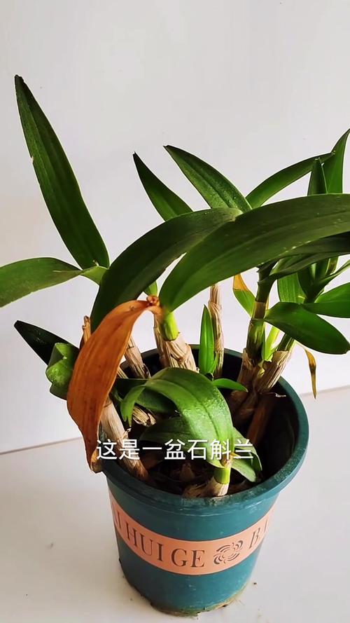 石斛兰叶子变黄的解决办法