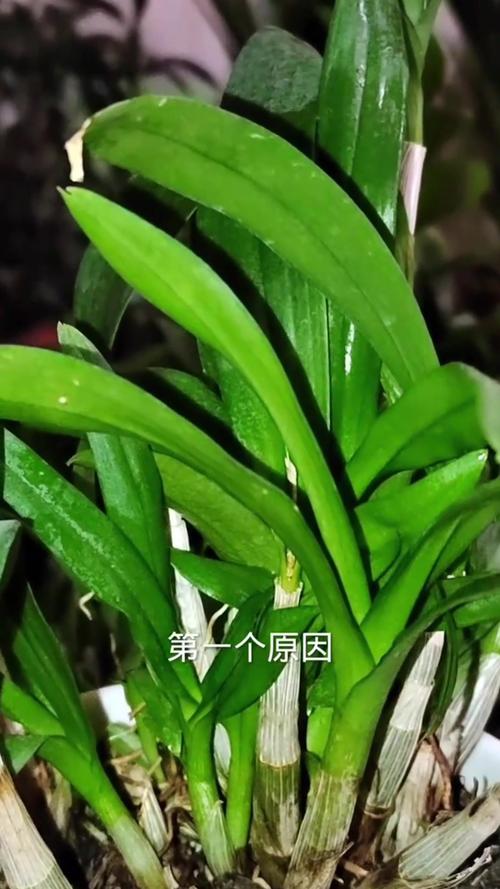 石斛兰黄叶是咋回事