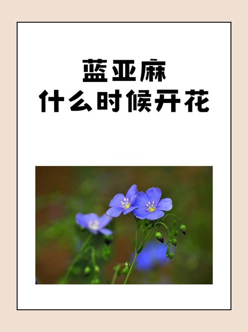 蓝亚麻什么时候开花