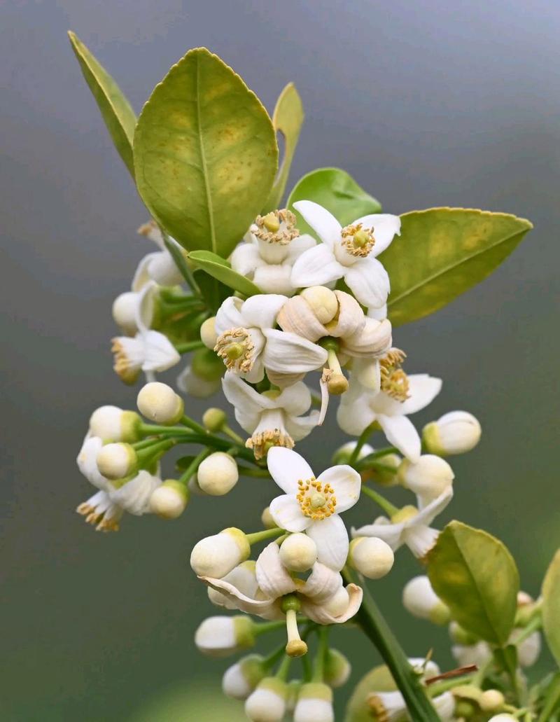 柚子开花期的管理方法？柚子开花的时候会有什么征兆？