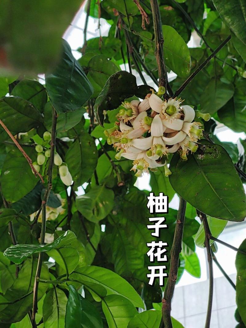 柚子开花期的管理方法