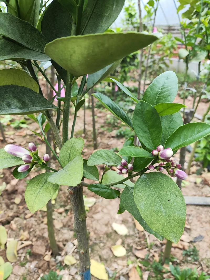 柚子树开花如何管理