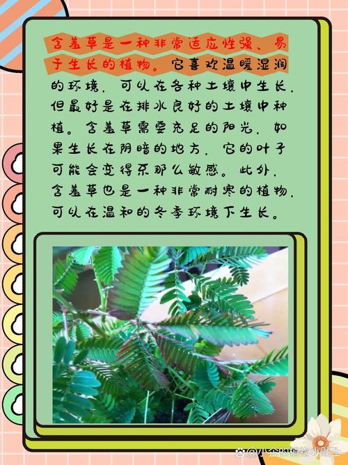 含羞草有什么特点、生活习性和样子?
