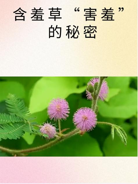 含羞草的特征和秘密引种