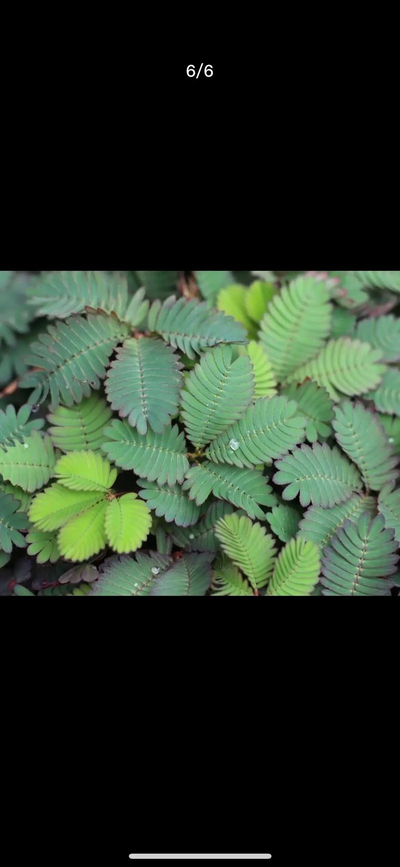 含羞草的介绍和特点