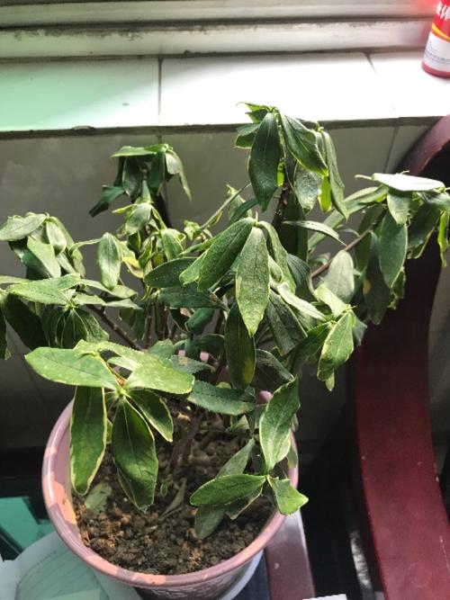 瑞香叶子下垂还能活吗