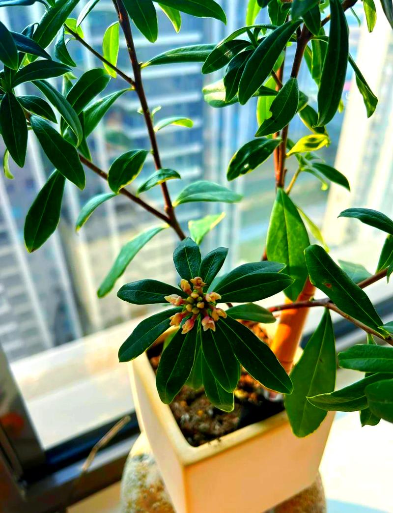 瑞香花叶子下垂怎么办