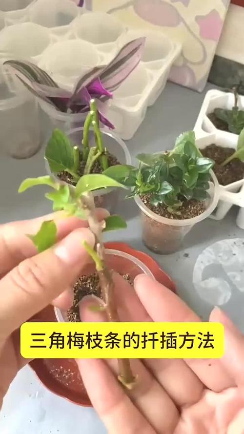 三角梅枝条太长了怎么办，三角梅枝条太长长了怎么修剪