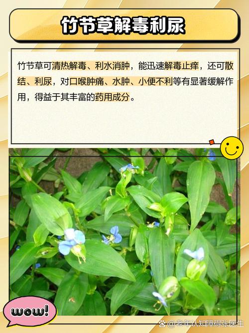 竹节草黄叶的原因和处理办法，竹节草怎么样？