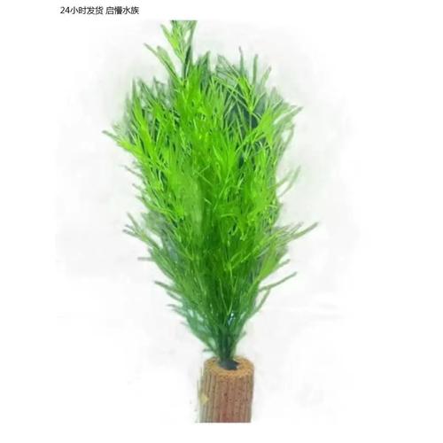 如何让印度小竹节草长得茂盛?