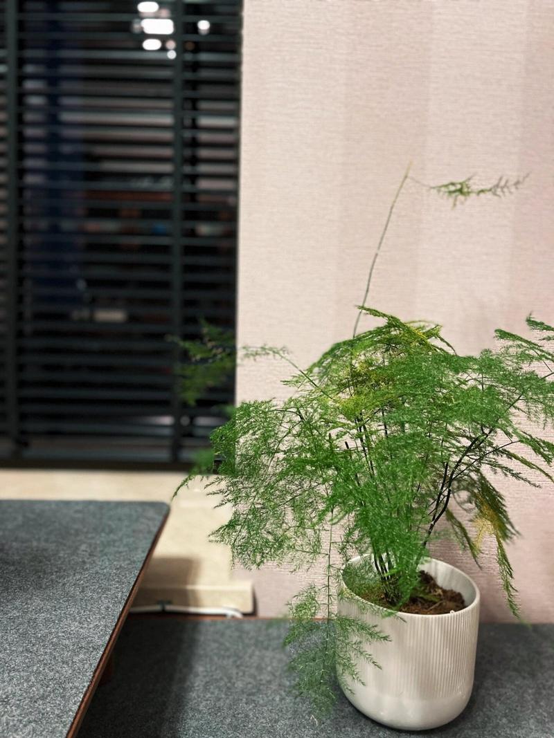 竹节草黄叶的原因和处理办法