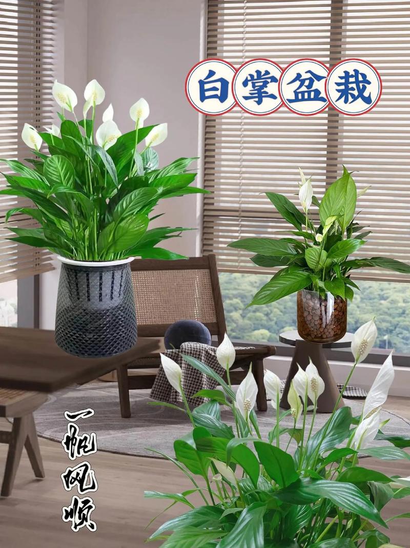 盆栽白掌黑叶可以剪吗
